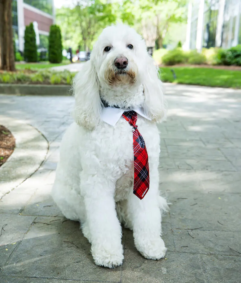 Chai, Therapy dog at Brentwood Dental Excellence